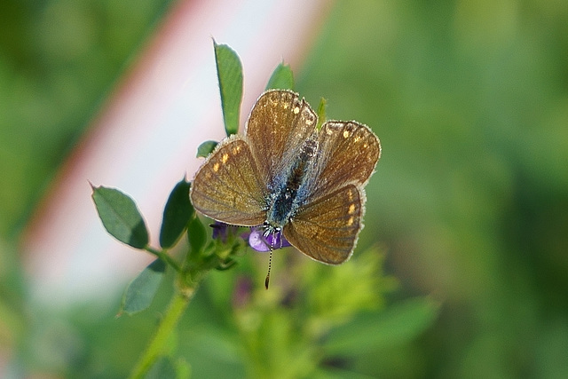 Polyommatus icarus ♀ auf Klee