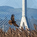 Marsh harrier