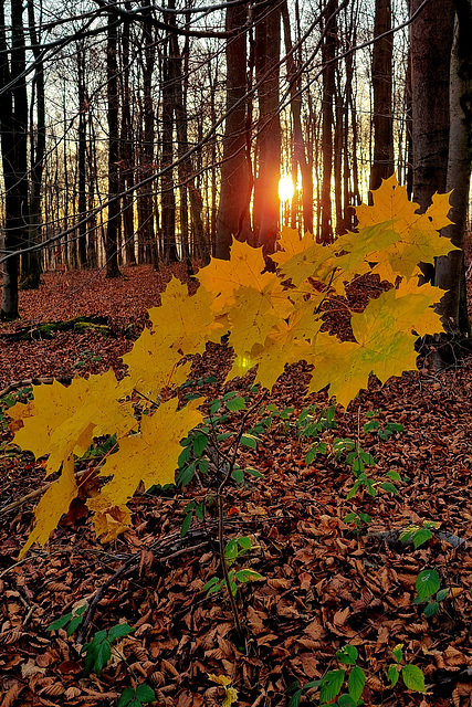Im letzten Tageslicht