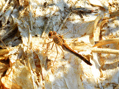 Southern Darter f (Sympetrum meridionale) 19-09-2012 09-28-19
