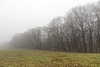 Misty hedgerow