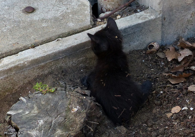 Les chatons de Nella .