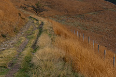 Ginger coloured grasses