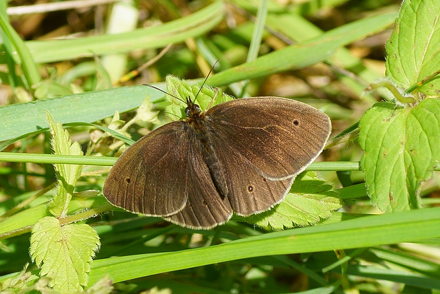 Brauner Waldvogel beim Sonnenbad