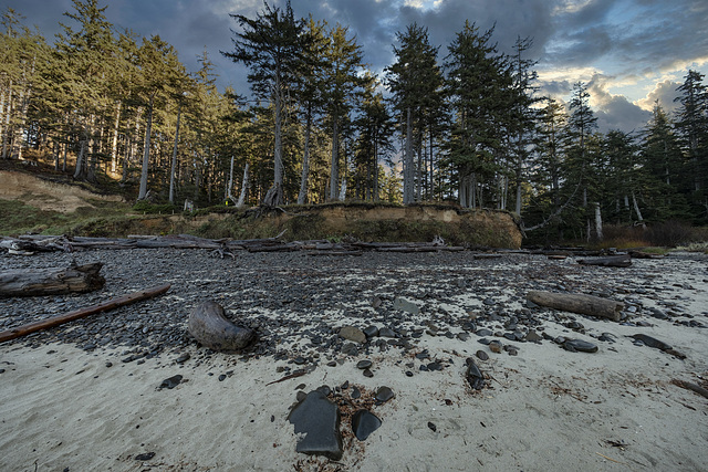 Coastal Old-growth Forest