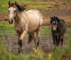 Wild horses 1