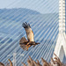 Marsh harrier