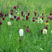 Naturalised Snakes-head Fritillary in the Orchard