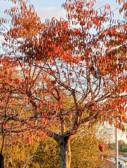 Autumn Leaves.