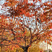 Autumn Leaves.