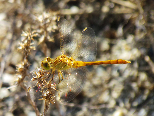 Southern Darter f (Sympetrum meridionale) 16-07-2012 10-24-39