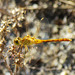 Southern Darter f (Sympetrum meridionale) 16-07-2012 10-24-39
