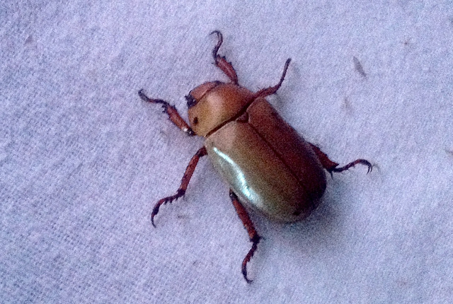 97 A Fairly Large "Chafer" Beetle.