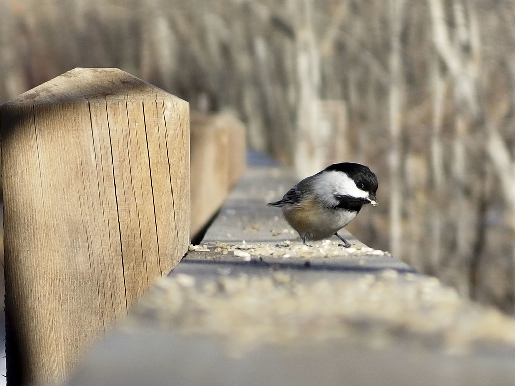 Black Capped Chickadee