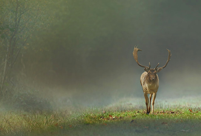 Brume