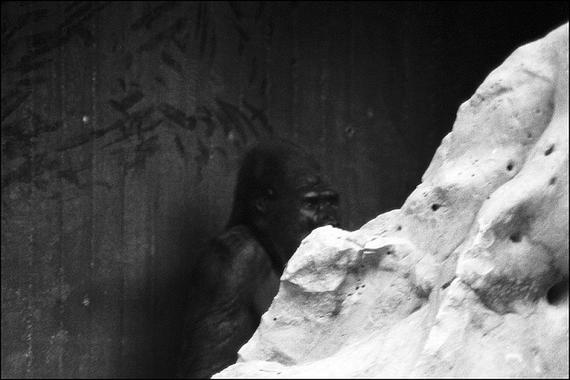 Gorilla - 2014