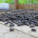 Trocknung der Kakao-Bohnen