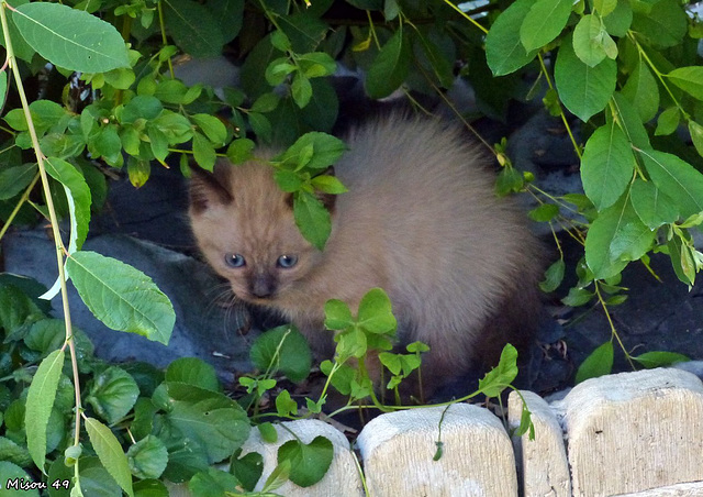 Les chatons de Nella .