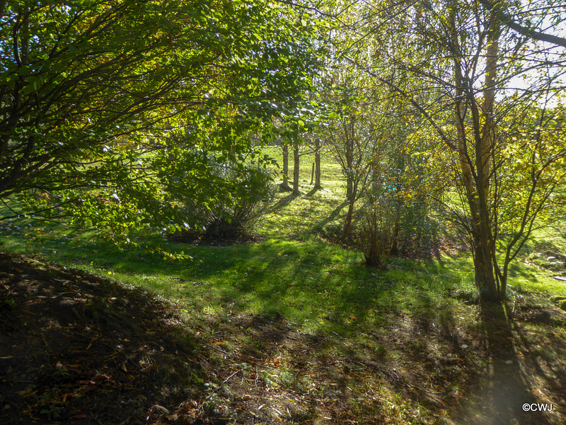 Sunny Autumn Monday - colours by the pond