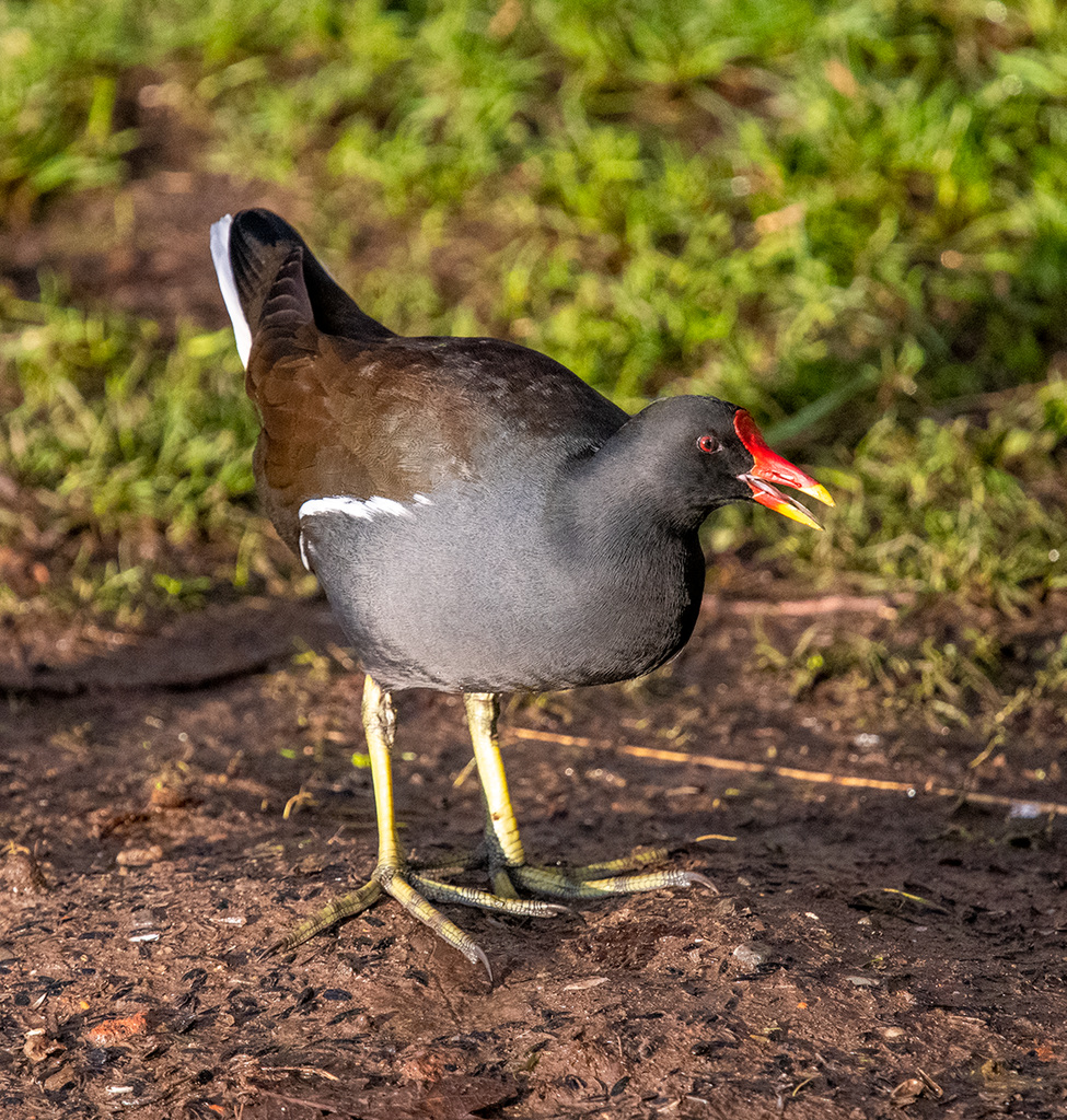 Moorhen