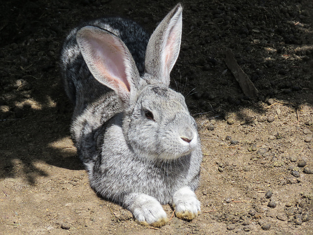 Flemish Giant Rabbit