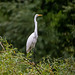 Grest white egret