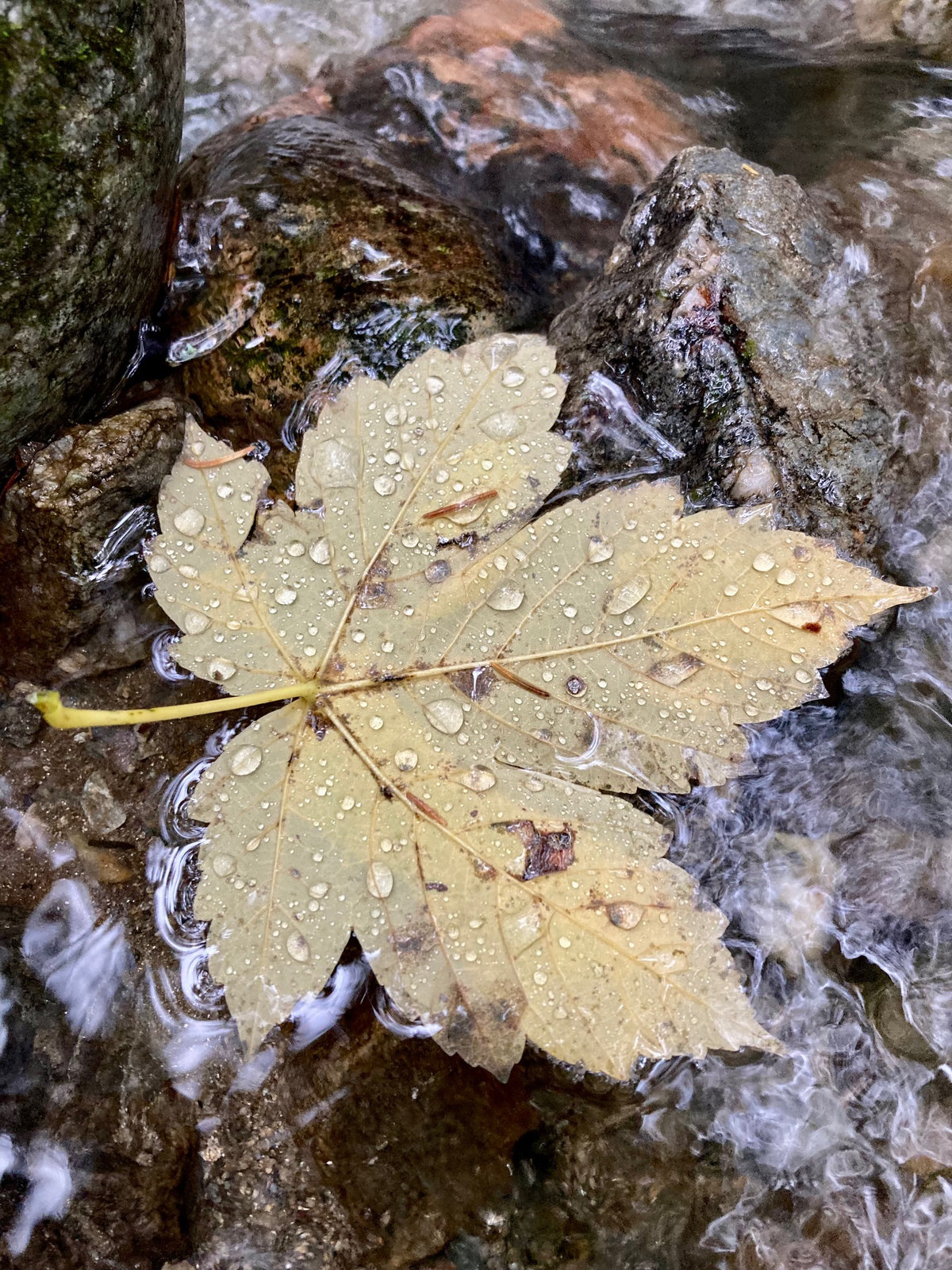 "Das WASSER ist niemals EINSAM"