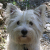 Westies (West Highland White Terrier)
