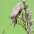 British Bugs (Hemiptera).
