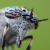 Diptera (Flies) of Britain.