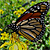 Butterflies ƸӜƷ Moths ƸӜƷ Caterpillars ~~~o