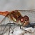 Dragonfly - Libellen - Libellules