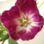 tulipoj kaj lilioj --Tulpen und Lilien -- tulipánok és liliomok