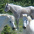 Horses / Chevaux / Caballos / Pferd