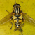 British Hoverflies (Syrphidae)