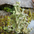 Nature of Lichens and Mosses
