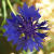 Kornblumenblau (cornflower, bleu, azul violaceo, azzurro pervinca)