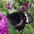 Australian Lepidoptera (Moths & Butterflies)