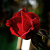 Τριαντάφυλλα-Roses-Rozoj