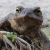 Amphibians (frogs, toads, newts, salamanders)