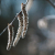 Bokeh