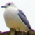 Gulls (Larinae)