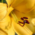 Κίτρινα Άνθη - Yellow Flowers