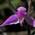 Family:Wild orchids from Europe