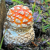 Mushrooms & Lichens