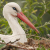 " 100 % Storks  - Cigogne blanche "